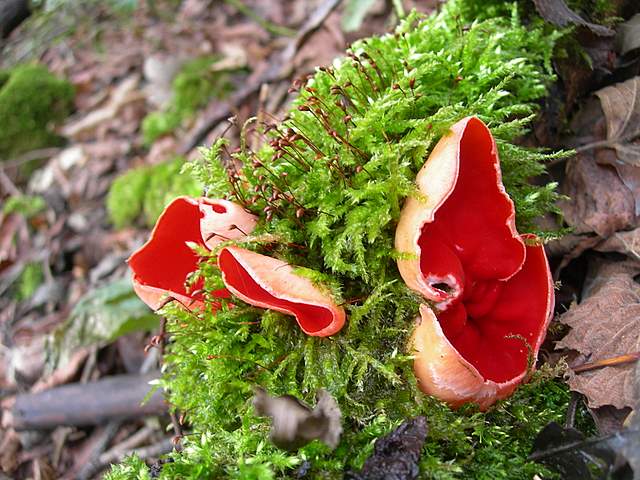 Nel  Regno  della  Jurana